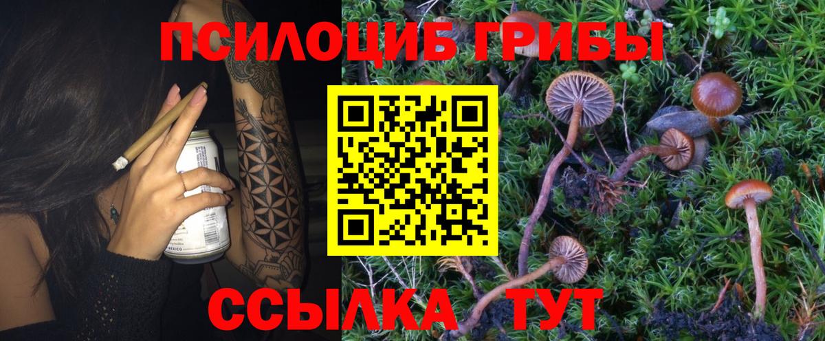 Псилоцибиновые грибы мицелий Нововоронеж