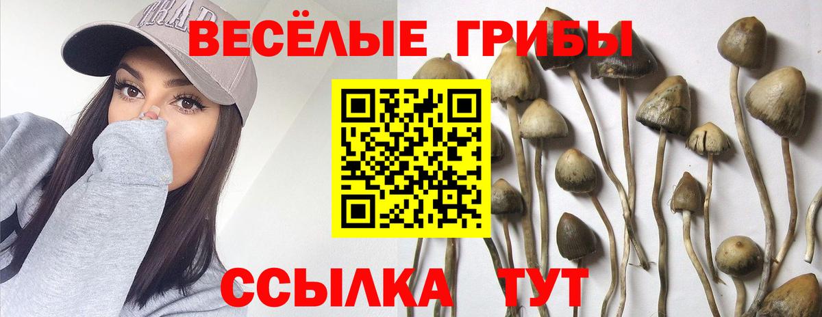 Нововоронеж  Псилоцибиновые грибы Psilocybe  Псилоцибиновые грибы Psilocybe  Вход с VPN 